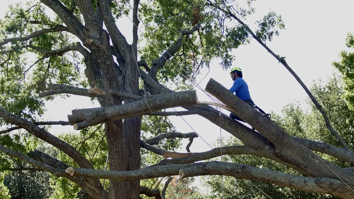 Professional Crown Thinning performed by certified arborists in Kinsley